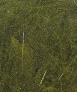 TYING MATERIALS Hareline UV2 Select CDC Feathers