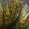 Hareline Coq De Leon Speckled Pardo FLY TYING