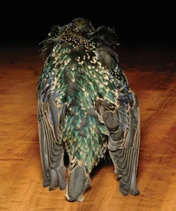 FLY TYING Hareline Starling Skin